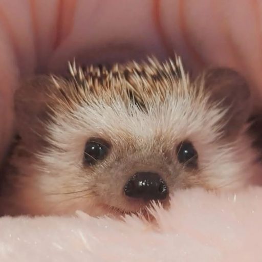 pet