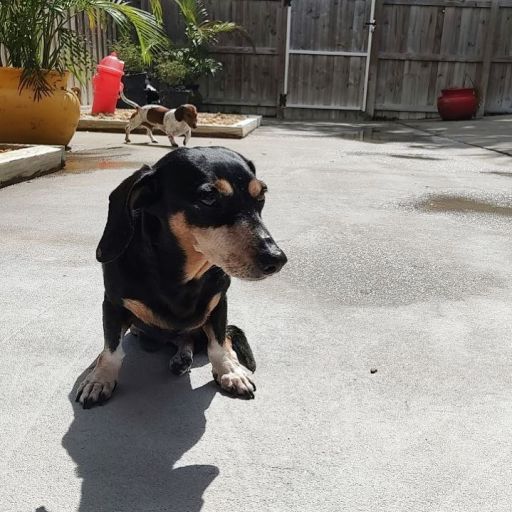 pet