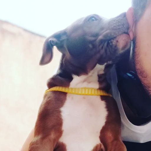 pet