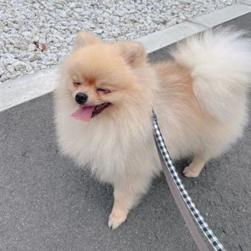 pet