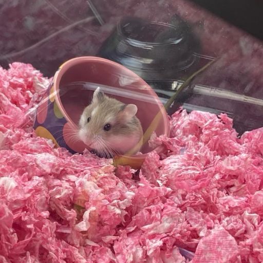 pet
