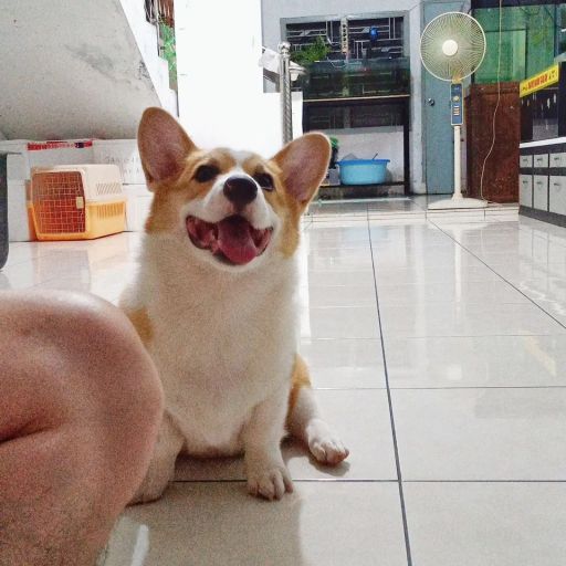 pet