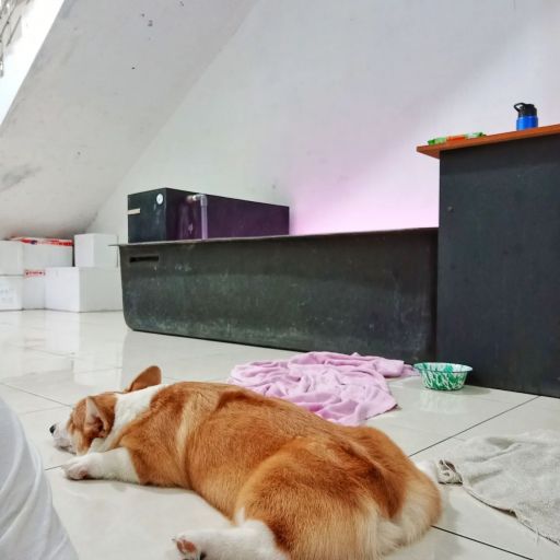 pet