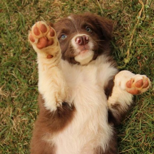 pet