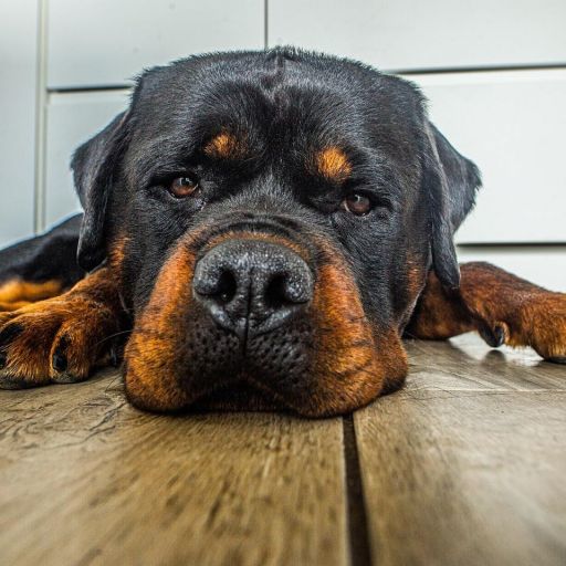 pet