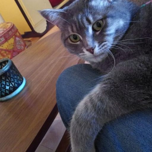 pet