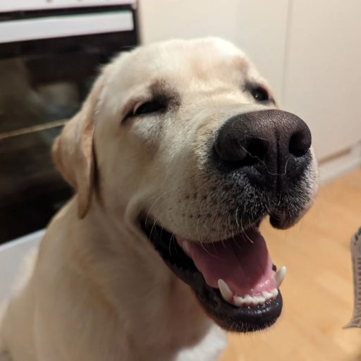 pet