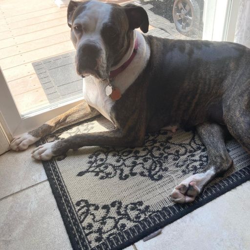 pet