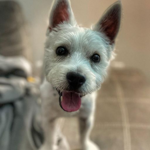 pet