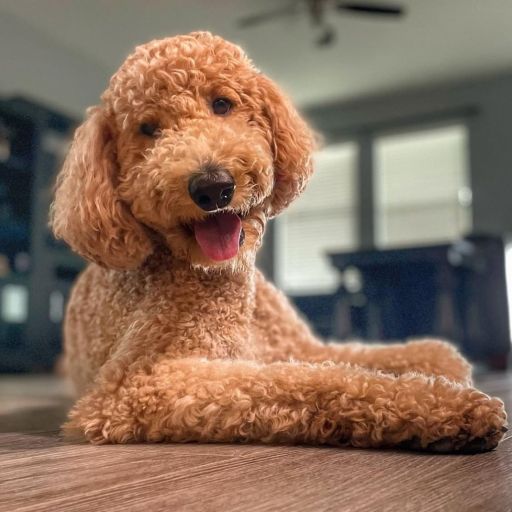 pet