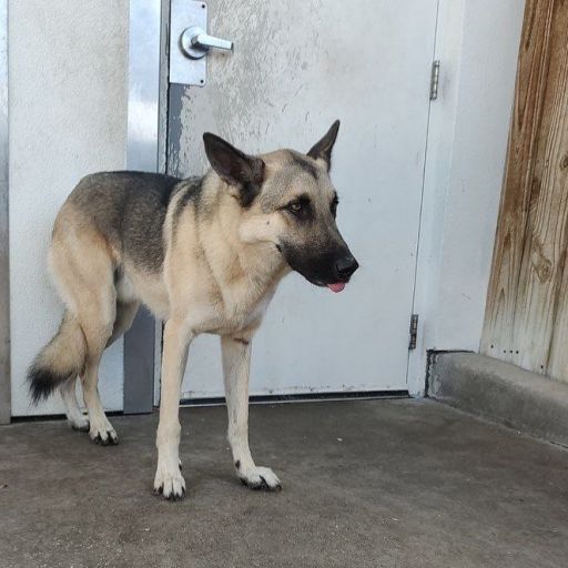 pet