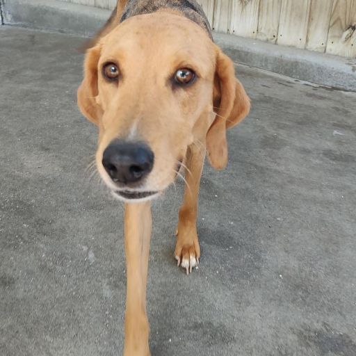 pet