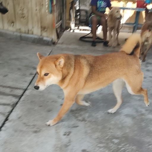 pet