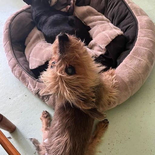 pet
