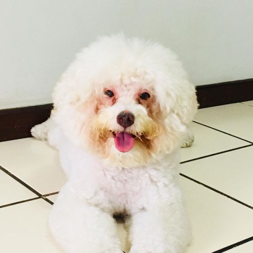 pet