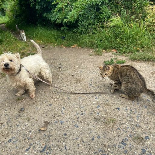 pet