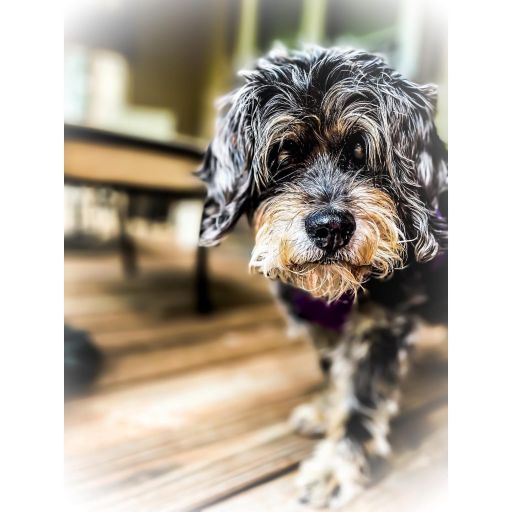 pet
