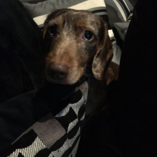 pet
