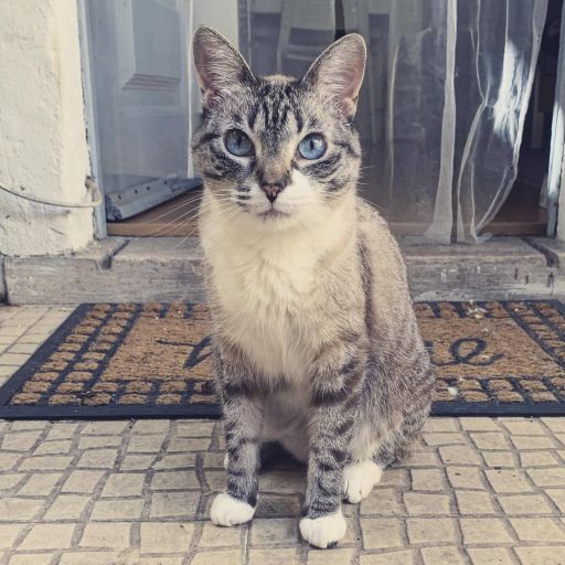 pet
