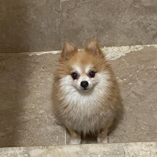 pet