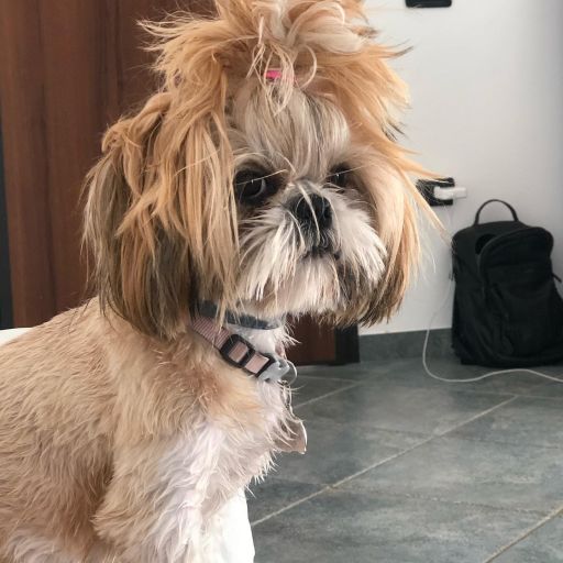 pet