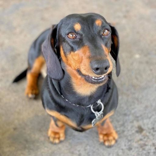 pet