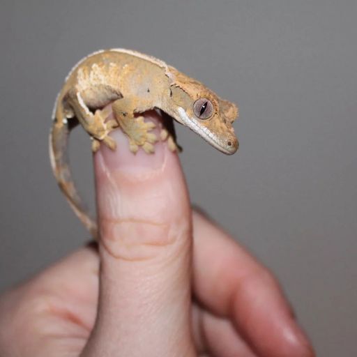 pet