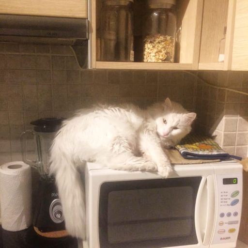 pet