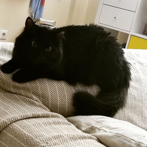 pet