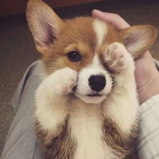pet