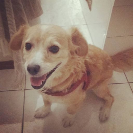 pet