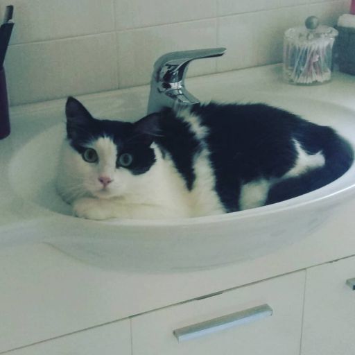 pet