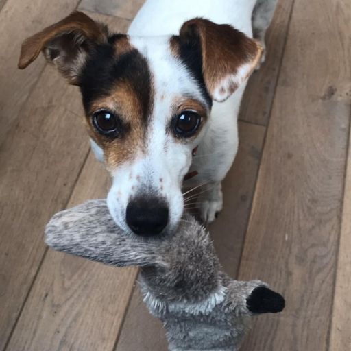 pet