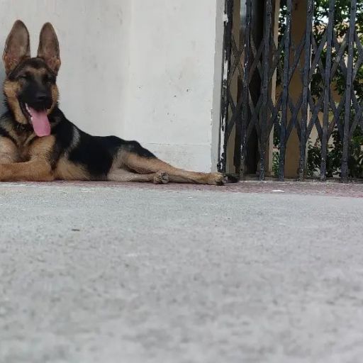 pet