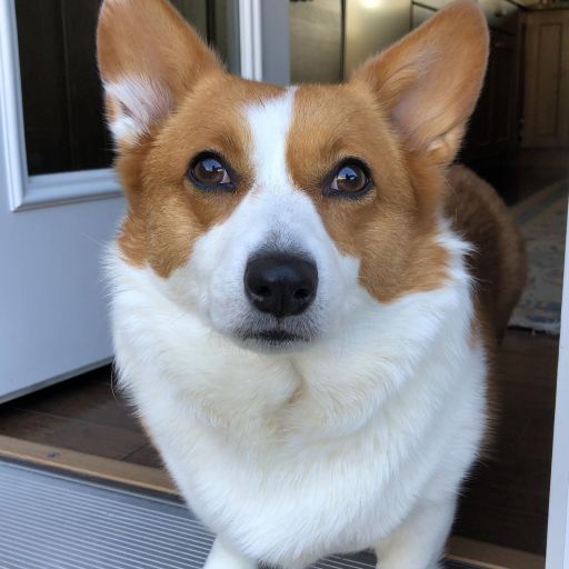 pet