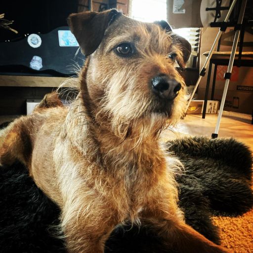 pet