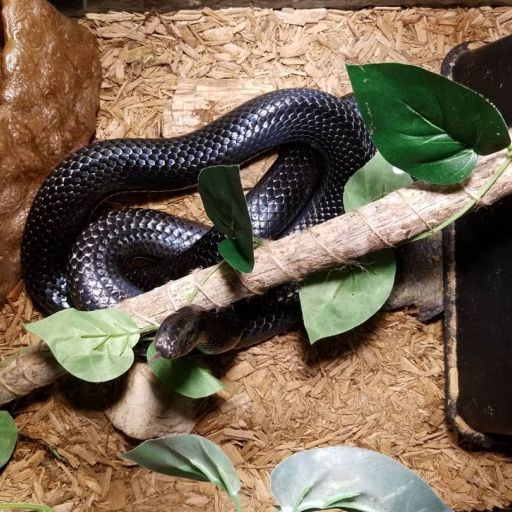 pet