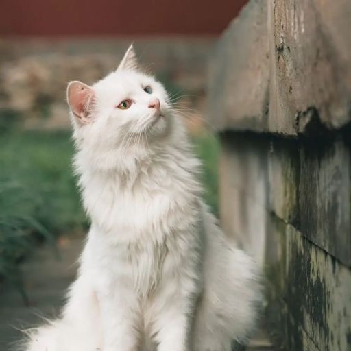 pet