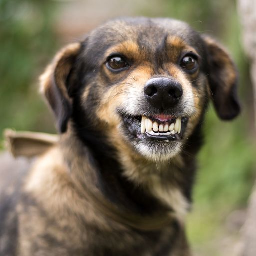 pet