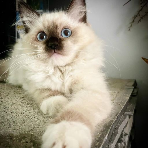 pet